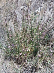Lythrum californicum