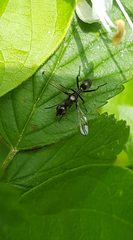 Myrmecothea myrmecoides