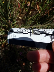 Lythrum californicum