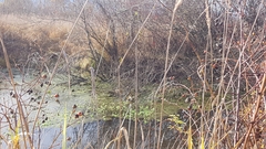 Myriophyllum aquaticum