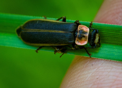 Podabrus brevicollis