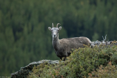 Ovis dalli stonei