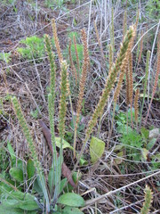 Plantago virginica