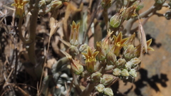 Dudleya abramsii abramsii