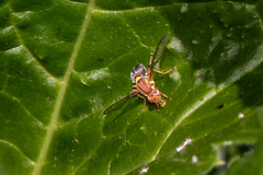 Bactrocera tryoni