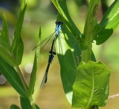 Enallagma geminatum