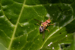 Bactrocera tryoni