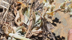 Dudleya abramsii abramsii