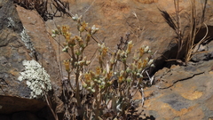 Dudleya abramsii abramsii