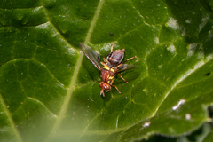 Bactrocera tryoni