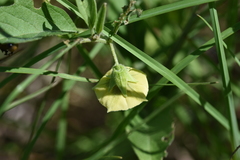 Physalis virginiana