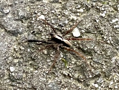 Schizocosa crassipes