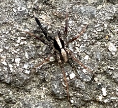 Schizocosa crassipes