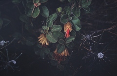 Diplolaena angustifolia