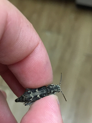 Xylotrechus nauticus