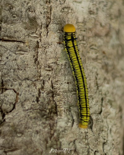 Yellow Angled-Sulphur