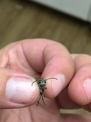 Xylotrechus nauticus