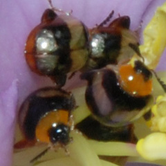 Nonarthra variabilis