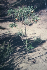 Diplolaena angustifolia