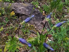 Gentiana clusii