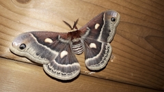 Hyalophora columbia