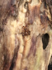 Australomimetus mendicus