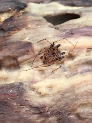 Australomimetus mendicus