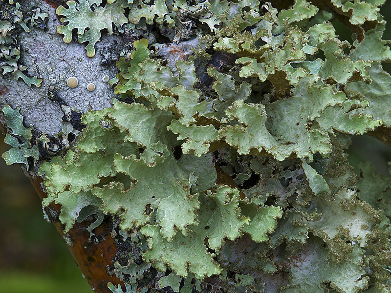 Varied Rag Lichen
