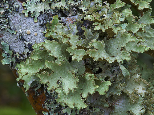 Platismatia glauca (L.) W.L.Culb. & C.F.Culb.