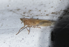 Stenocranus dorsalis