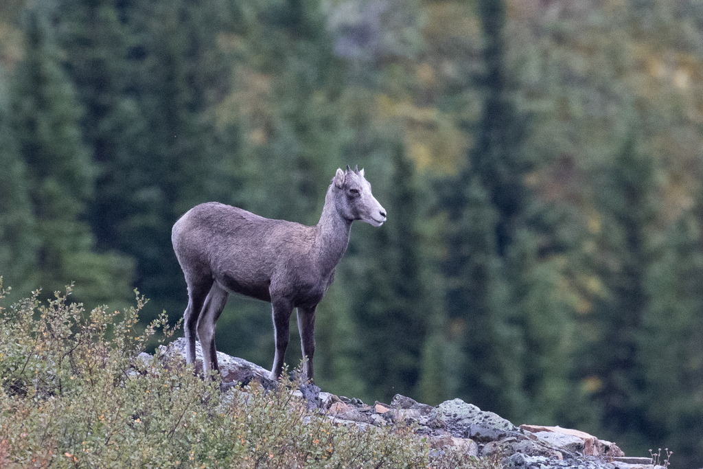 Stone Sheep
