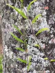 Microgramma lycopodioides