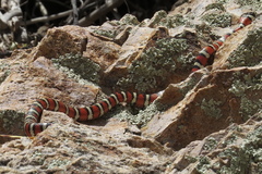 Lampropeltis pyromelana