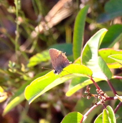 Satyrium saepium