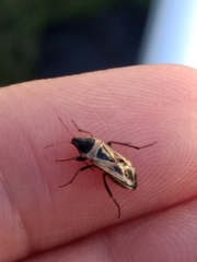 Xanthochilus saturnius
