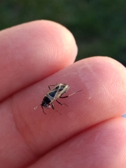 Xanthochilus saturnius