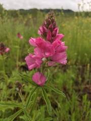 Sidalcea virgata