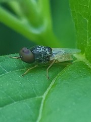 Hedriodiscus vertebratus