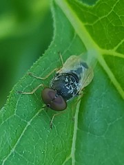 Hedriodiscus vertebratus