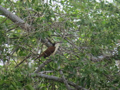 Campylorhynchus chiapensis