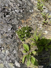 Houstonia montana