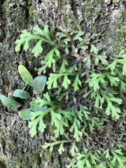 Selaginella repanda