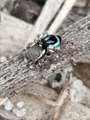 Maratus robinsoni