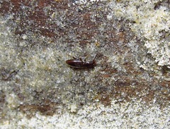 Cryptamorpha brevicornis