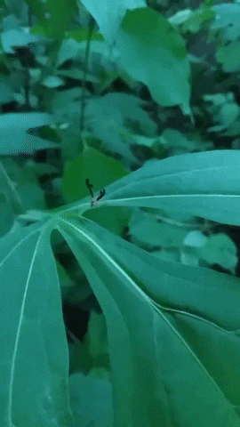 Antlered Flutter Fly photo 6