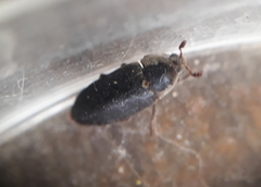 Dermestes maculatus