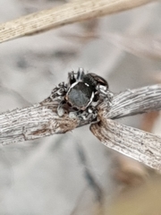 Maratus robinsoni
