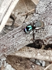 Maratus robinsoni