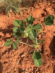 Pediomelum megalanthum