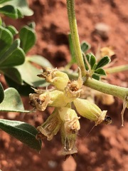 Pediomelum megalanthum